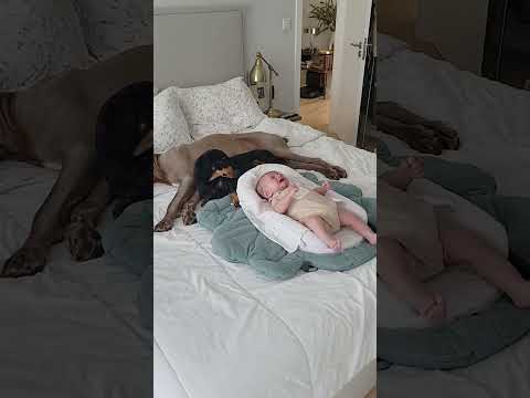 baby unattended with two dogs