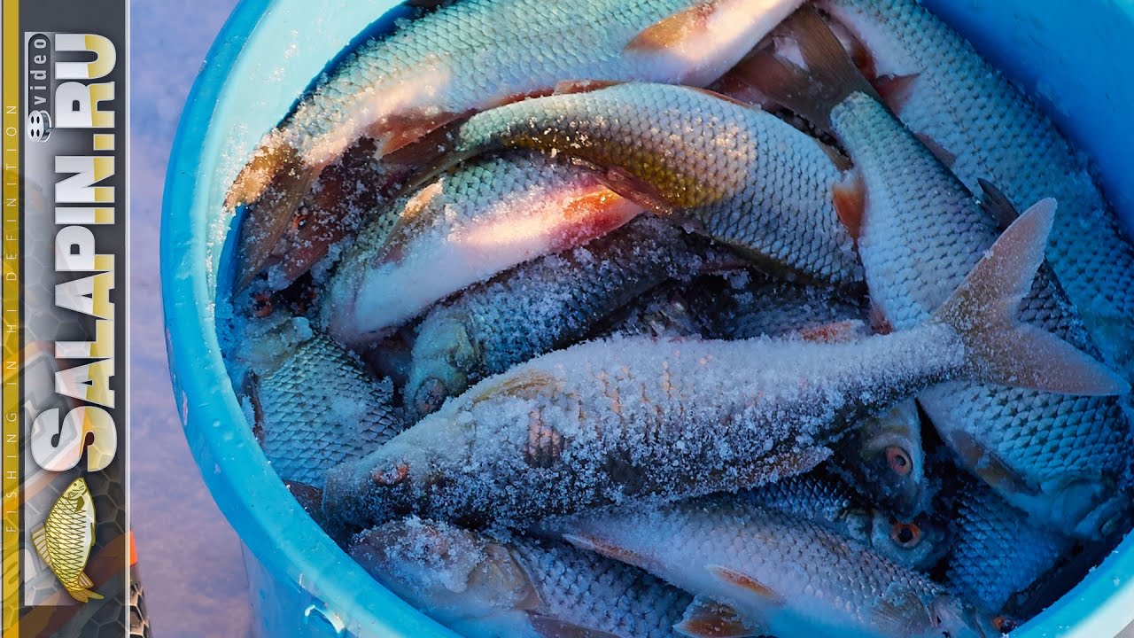 Зимняя рыбалка: жор плотвы на водохранилище. Поплавок, мормышка