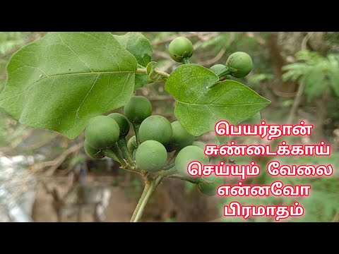 பெயர்தான் சுண்டைக்காய் இது செய்யும் வேலை எல்லாம் வேற லெவல்