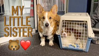 MY LITTLE SISTER - Topi the Corgi