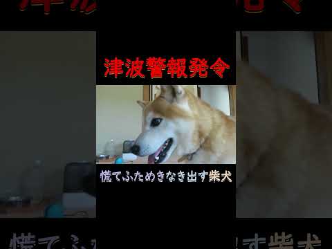 津波警報発令に慌てふためく柴犬まめ Shiba Inu  panicking at the tsunami warning siren #shorts #柴犬 #dogs #津波警報