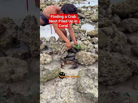 😱😱 Finding a Crab Nest Piled Up in Coral #rivercrab #shortsfeed #video #fishinglife #fishing #fish
