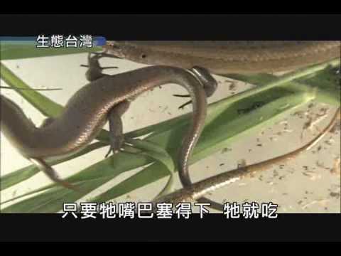 「生態台灣」系列影片五部曲--「台灣不速之客—外來種入侵」 - YouTube(3分03秒)