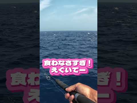 キハダマグロって食わない時はほんまに食わんです
