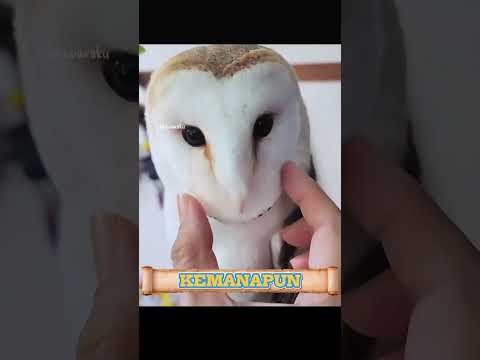 Burung Misterius dari Lubang di Gunung