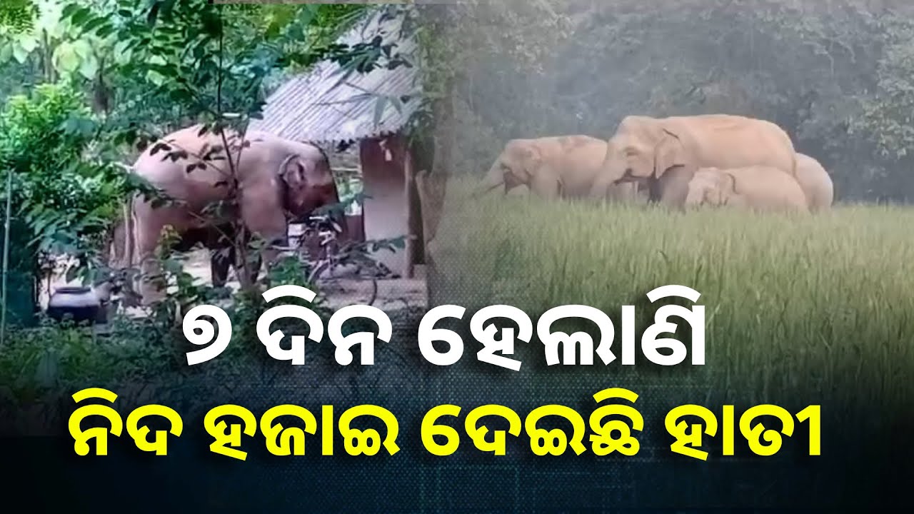 ସନ୍ଧ୍ୟା ହେଲେ ଜନବସତି ମୁହାଁ ହାତୀପଲ, ରାତି ଦିନ ଏକ କରି ଫସଲ ଜଗୁଛନ୍ତି ଚାଷୀ || Knews Odisha