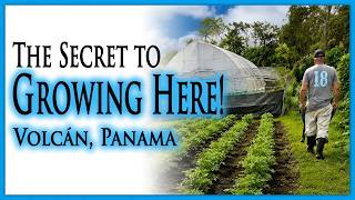 John’s Garden: New Vegetables, Big Lessons & a Brand-New Greenhouse - Volcan, Panama, Chiriqui
