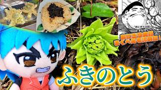 【超越ウメェ!】実家のベジタブルスカイで採れた【ふきのとう】を調理する、自分をトリコだと思い込んでいる男