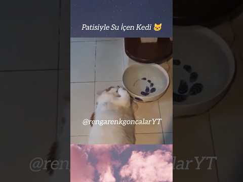 Patisiyle Su İçen Kedi?? ♥️??? Sevimli Kediler #catlover #funny #funnycats