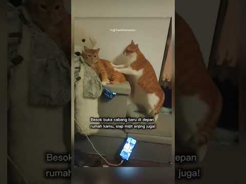 kucing ini lagi mijit temannya #shorts #short