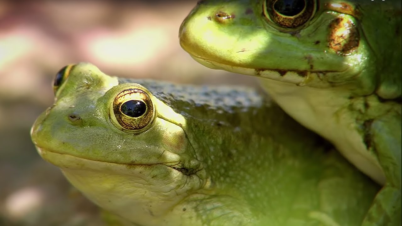 Frogs Hunting Butterflies BBC Earth