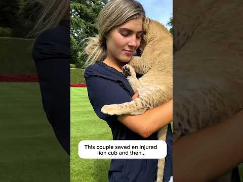 This couple saved an injured lion cub #shortvideo #animalrescue