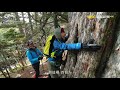 Understanding the Ancient Tree and Its Significance