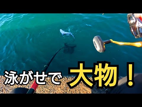 イワシがよく釣れてる状況で泳がせをやったら竿が激曲がりのメーター級の大物が来た！