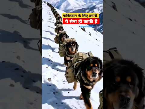 पाकिस्तान के लिए हमारी ये सेना ही काफी है 🐕 Dog army of india #hindustan #Pakistan #dogarmy
