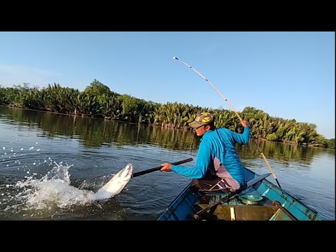 Pagi-pagi sudah disibukan lima kali sambaran ikan Barramundi besar