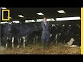 Cows, Names, and Milk Production