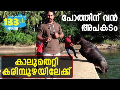 EP-133 കരുത്തനായ കരിമ്പുഴയുടെ കരിവീരൻ 🐃🐃🔥🔥 Unnikuttan Buffalo #kerala_round_up Malapuram