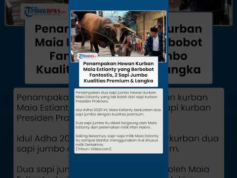 Penampakan Sapi Kurban Maia Estianty, 2 Sapi Jumbo Langka dengan Bobot Fantastis