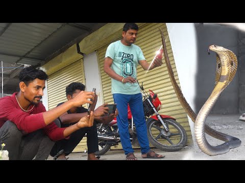 प्लाईवुड के गोदाम में छुपा खतरनाक कोबरा, लोग साँप के आतंक से डर हुए | Spectacled Cobra Rescue