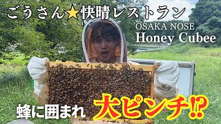 【超危険!?】採れたて0秒の蜂蜜はやばすぎた！