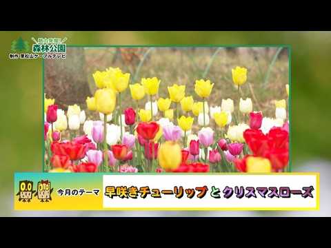 【公式】「魅力発掘!森林公園・早咲きチューリップ・クリスマスローズ」2026年4月号アーカイブ(国営武蔵丘陵森林公園)
