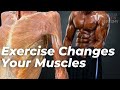Muscle Tissue and Fiber Types