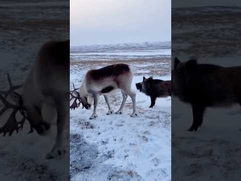 What is the warthog trying to do to the reindeer? ๐ฆโ๋ฉง๋ผ์ง๋ ์๋ก์๊ฒ ๋์ฒด ๋ญ ํ๋ ค๋ ๊ฑธ๊น?