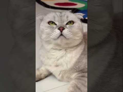 cat prink #funny #cat #animals #halloween #comedy #cats #pets #cute #home