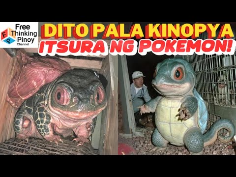 POKEMON KALOKALIKE part 3 | Mga hayop na kamukha ng Pokemon