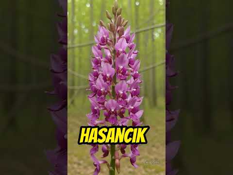 Hasancık / Orchis purpurea #hasancık #orchispurpurea #saleporkidesi #hasancıksalebi