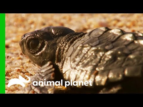 YouTube video thumbnail: The Weird and Wonderful Wildlife of New Mexico