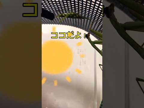 カマキリに餌あげしてみた!! #昆虫 #music #insects #昆虫記 #クワガタ #カミキリムシ #オオカマキリ #カエル #昆虫すごいぜ #爬虫類