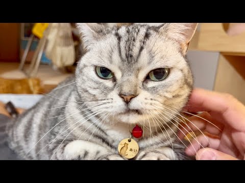 猫の動画サムネイル - あい様の『悪い顔』ファン必見！珍しくずっと悪い顔してるあい様がかわいすぎました