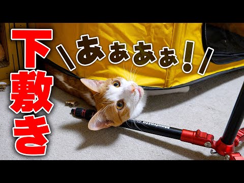 猫の動画サムネイル - 【なんで？】子猫がテントの下敷きになって叫んでいました。