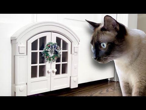 I gave my cats the cutest little wreath!