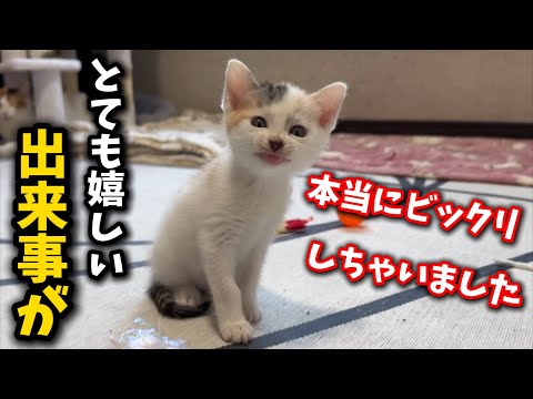 猫の動画サムネイル - 猫たちに本当にビックリする様な嬉しい事が起こりました