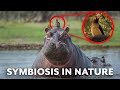 Symbiotic Relationships in Nature