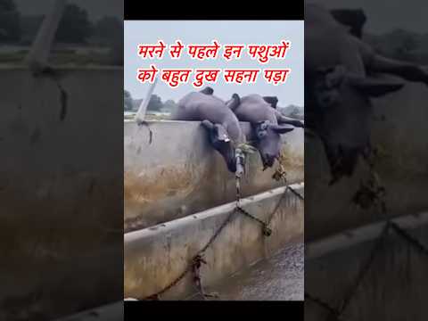 #पंजाब में हुआ पानी ही पानी  #animal #dairyherd #viralshorts #वायरल #farming #dairyproducts #gircow