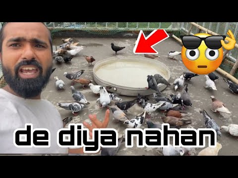 Aaj kabutaro ko nahan de diya. 🤓