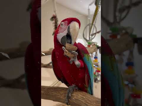 นกสามารถบินได้ตั้งแต่เกิดจริงไหม?  #ทาสนก #นกแก้ว  #สัตว์เลี้ยง