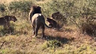 Male lion saves hyena from lionesses