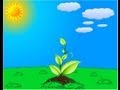 Photosynthesis Concepts and Processes