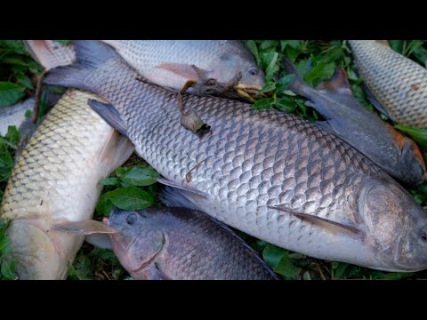 Câu cá sông tự nhiên gặp hàng khủng bo suýt gãy cần