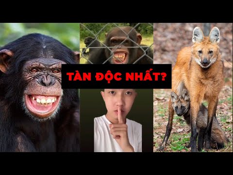 Loài vật tàn độc nhất thế giới động vật? | Sự thật lạ lùng bạn chưa bao giờ biết (P61-P70)