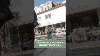 Viele starten das Training direkt in schwierigen Situationen: volle Parks, viele Reize, ...