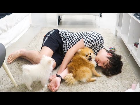 Fingo di morire davanti i MIEI CUCCIOLI di CANE!!! *King&Angel*
