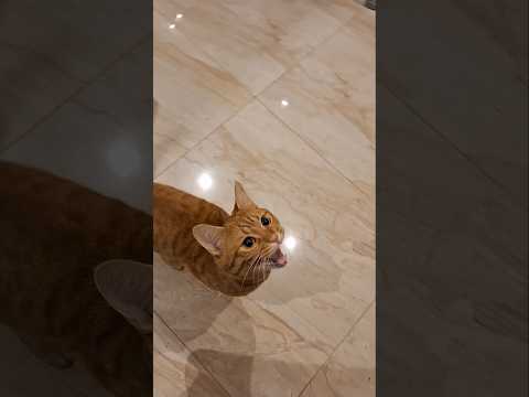 FOOOOD #cute #cat #shorts #fyp #gingercat #trending #trendingshorts