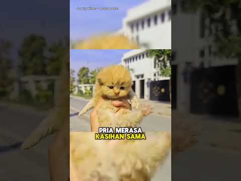 Kucing Liar Sekarat dan Orang Baik🥺