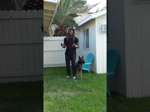 Heart-warming To Watch A Puppy And Her Mother Reunited! #dogtraining #shorts